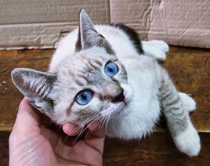 Gato ra a SRD-ViraLata idade 2 a 6 meses nome FELIX MIX