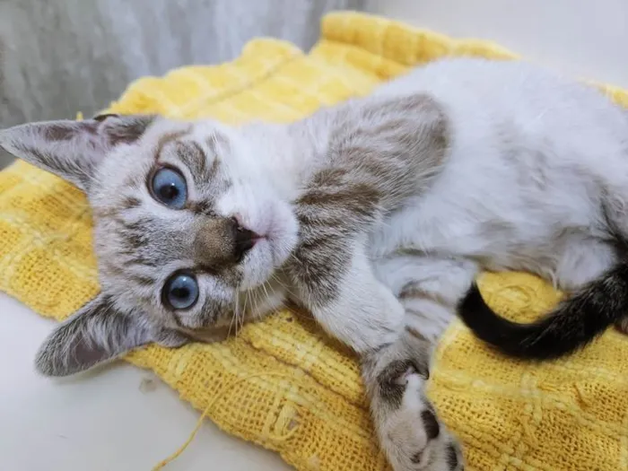 Gato ra a SRD-ViraLata idade 2 a 6 meses nome FELIX MIX
