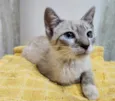 FELIX MIX