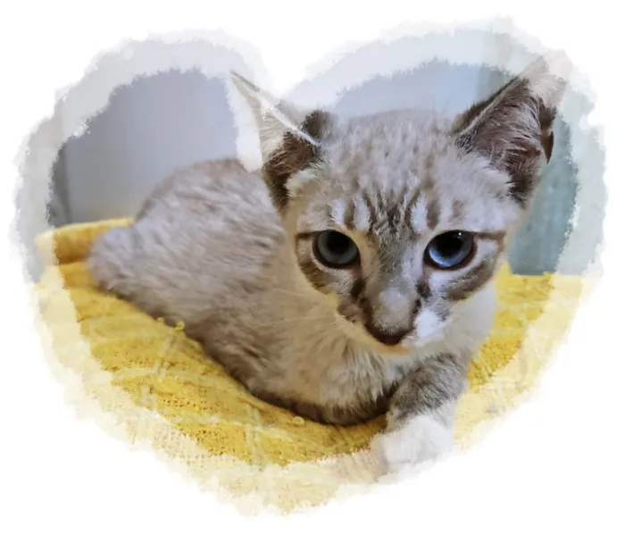 Gato ra a SRD-ViraLata idade 2 a 6 meses nome FELIX MIX