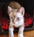FELIX MIX