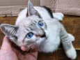 FELIX MIX