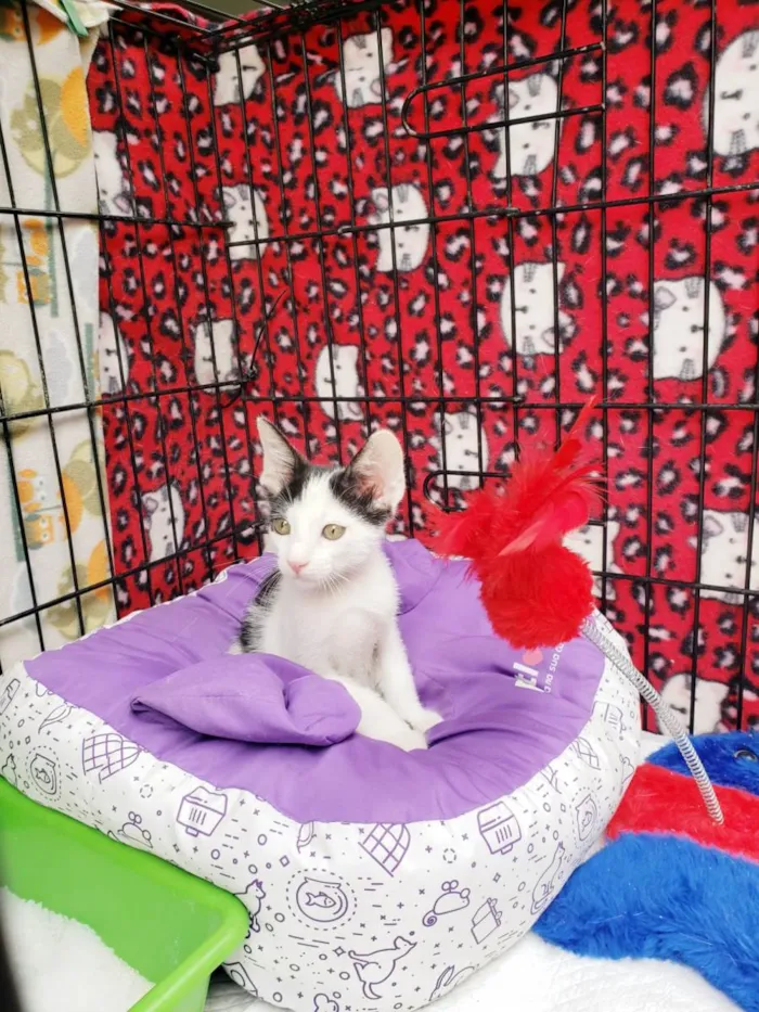 Gato raça SRD-ViraLata idade 2 a 6 meses nome Habib