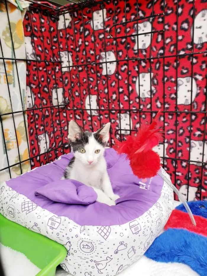 Gato raça SRD-ViraLata idade 2 a 6 meses nome Habib