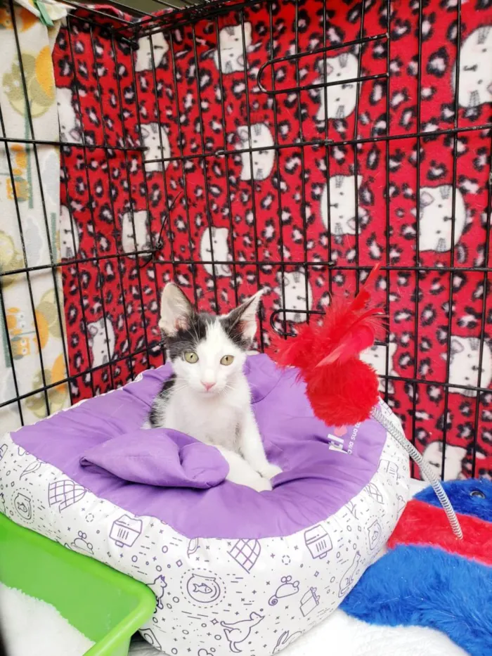 Gato raça SRD-ViraLata idade 2 a 6 meses nome Habib