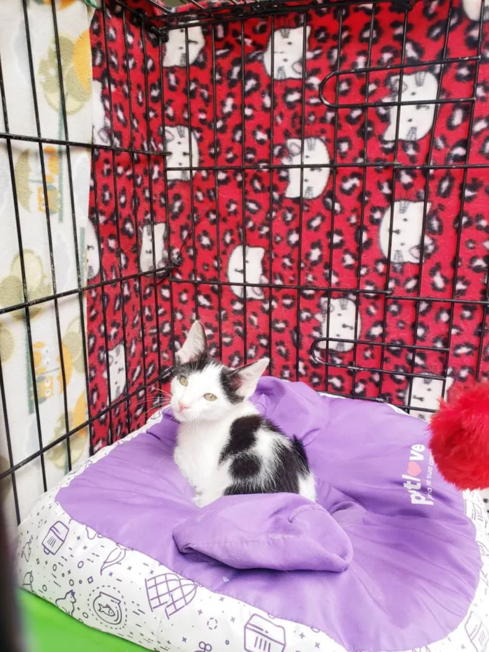 Gato raça SRD-ViraLata idade 2 a 6 meses nome Habib