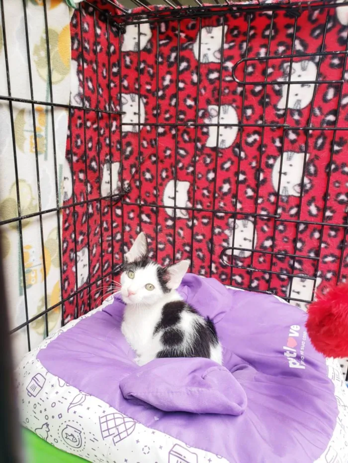 Gato raça SRD-ViraLata idade 2 a 6 meses nome Habib