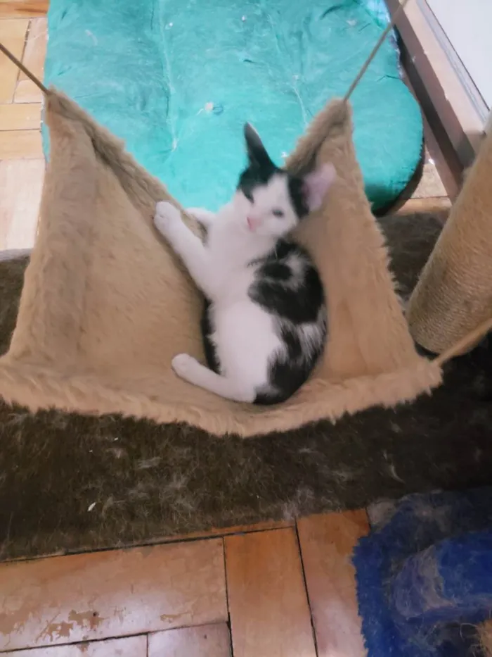 Gato raça SRD-ViraLata idade 2 a 6 meses nome Habib