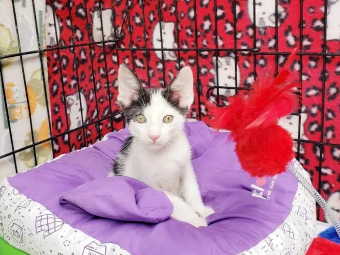 Gato raça SRD-ViraLata idade 2 a 6 meses nome Habib