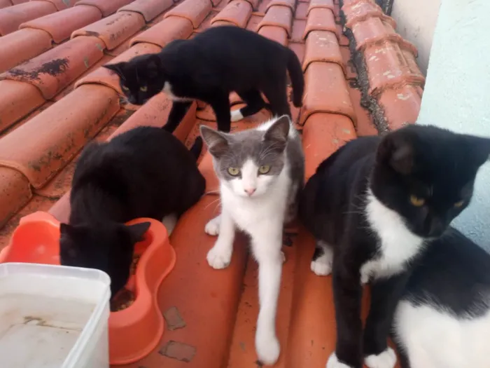 Gato raça SRD-ViraLata idade 2 a 6 meses nome Sem nome