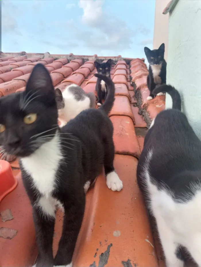 Gato raça SRD-ViraLata idade 2 a 6 meses nome Sem nome