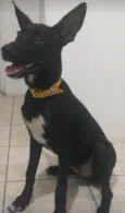 Amora