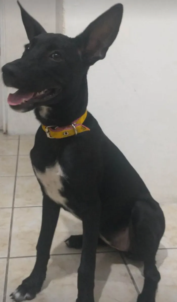 Cachorro ra a SRD-ViraLata idade 2 a 6 meses nome Amora
