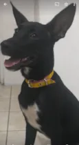 Amora