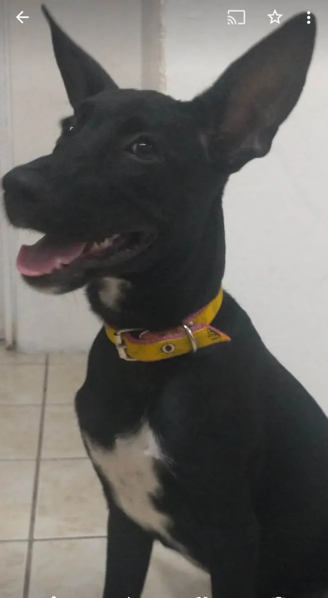 Cachorro ra a SRD-ViraLata idade 2 a 6 meses nome Amora