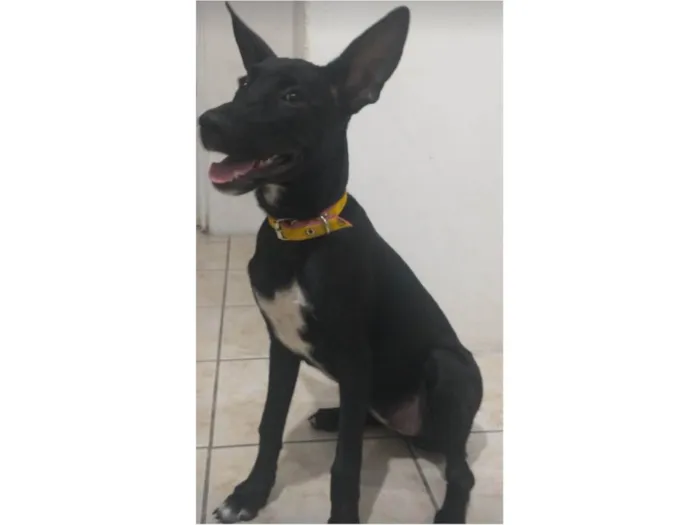 Cachorro ra a SRD-ViraLata idade 2 a 6 meses nome Amora