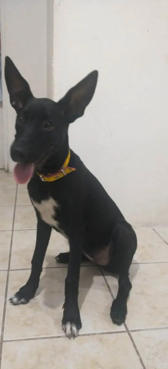 Cachorro ra a SRD-ViraLata idade 2 a 6 meses nome Amora