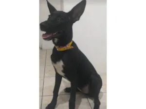 Cachorro raça SRD-ViraLata idade 2 a 6 meses nome Amora