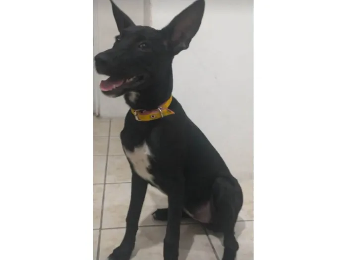 Cachorro ra a SRD-ViraLata idade 2 a 6 meses nome Amora