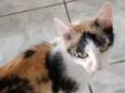 Gatinha tricolor