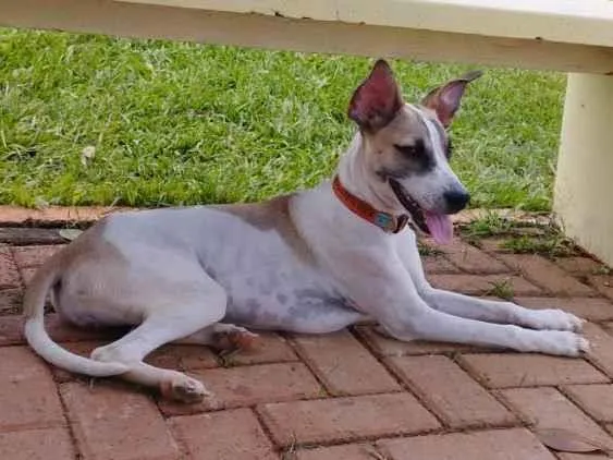 Cachorro raça SRD-ViraLata idade 1 ano nome Raia