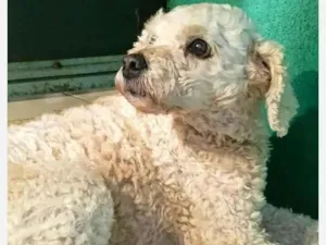Cachorro raça Poodle idade 3 anos nome Dori