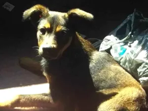 Cachorro raça SRD-ViraLata idade 1 ano nome Romeu 