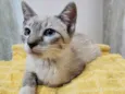 FELIX MIX