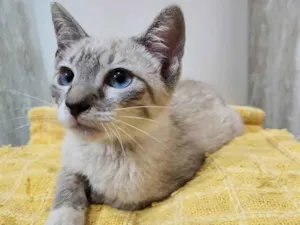 Gato raça SRD-ViraLata idade 2 a 6 meses nome FELIX MIX