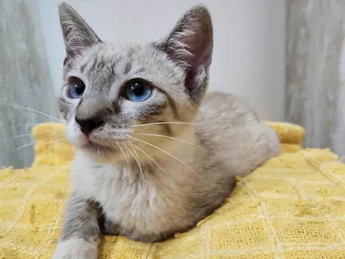 Gato ra a SRD-ViraLata idade 2 a 6 meses nome FELIX MIX