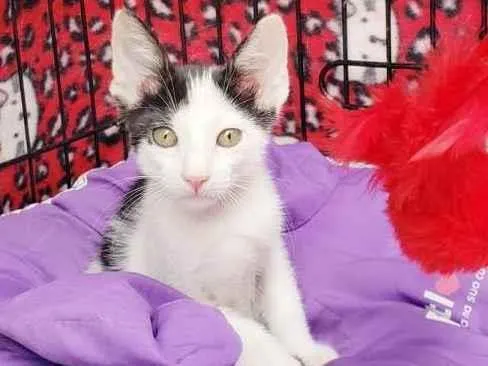 Gato raça SRD-ViraLata idade 2 a 6 meses nome Habib