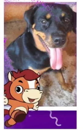 Cachorro ra a Rottweiler  idade 2 anos nome Juliana 