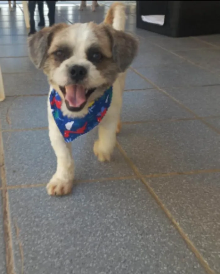 Cachorro ra a Lhasa  idade 1 ano nome Marley