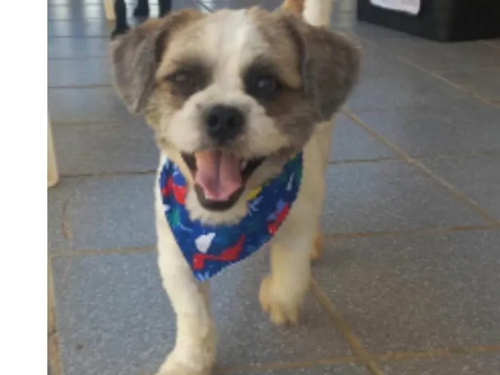 Cachorro ra a Lhasa  idade 1 ano nome Marley