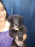 Pão de forma