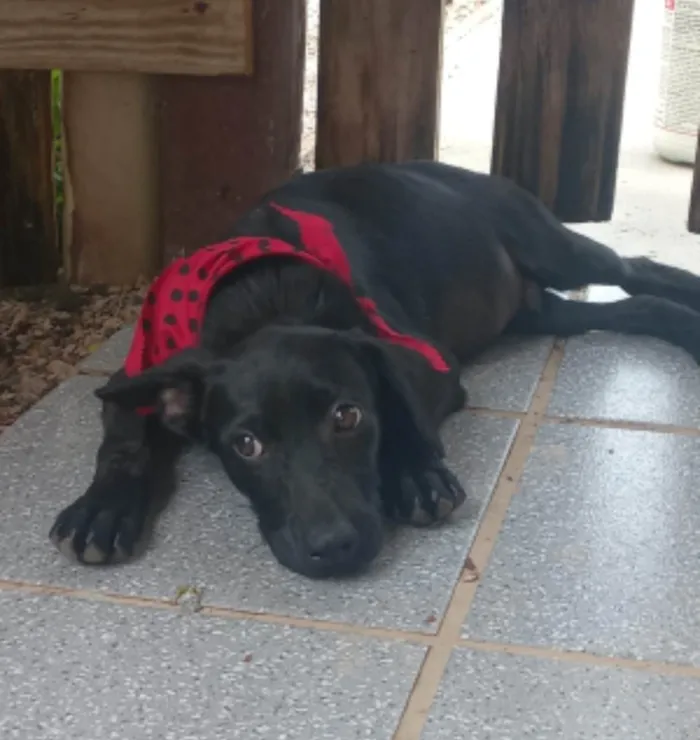 Cachorro ra a SRD-ViraLata idade 2 a 6 meses nome Jordan