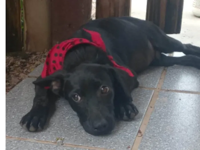 Cachorro ra a SRD-ViraLata idade 2 a 6 meses nome Jordan