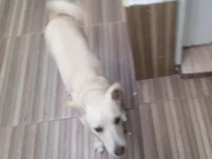 Cachorro raça SRD-ViraLata idade 2 anos nome Perola