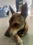 Cachorro raça SRD-ViraLata idade 1 ano nome Luizinho