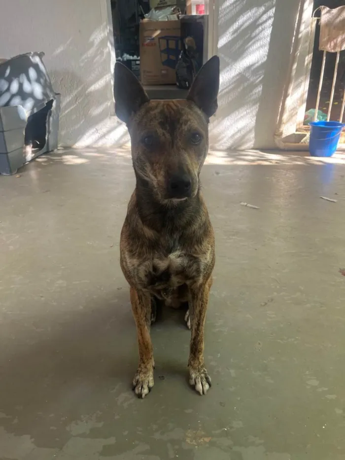 Cachorro raça SRD-ViraLata idade 1 ano nome Luizinho