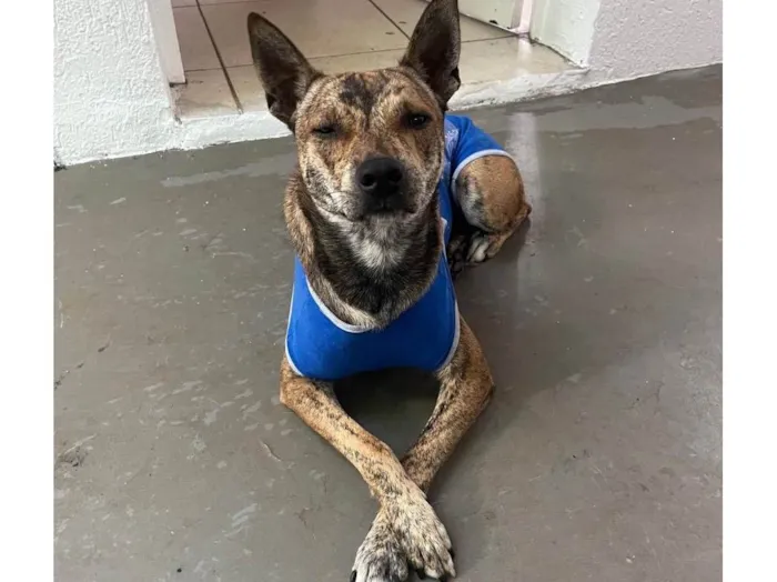 Cachorro raça SRD-ViraLata idade 1 ano nome Luizinho