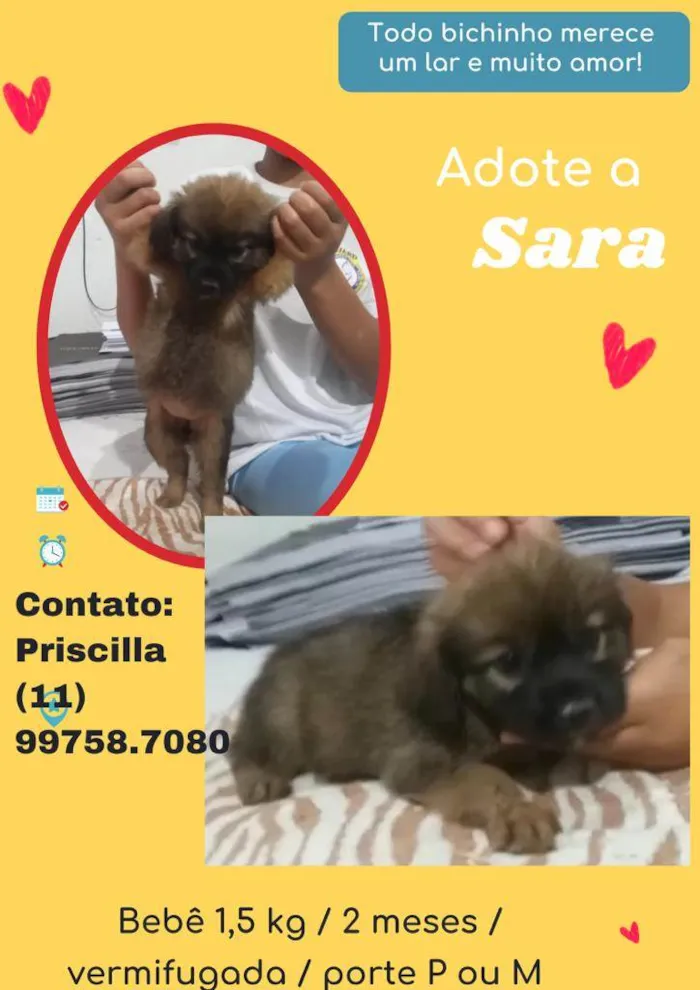 Cachorro raça SRD idade 2 a 6 meses nome Sara 