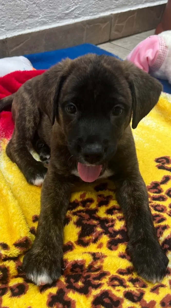 Cachorro raça SRD-ViraLata idade Abaixo de 2 meses nome Duke