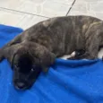 Cachorro raça SRD-ViraLata idade Abaixo de 2 meses nome Duke