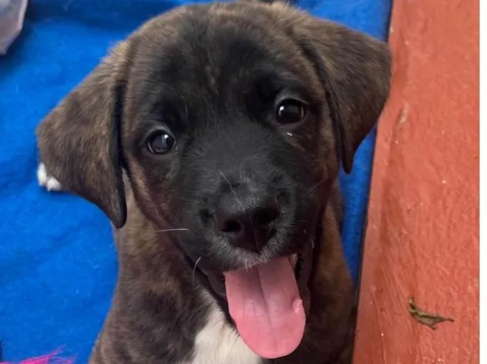 Cachorro raça SRD-ViraLata idade Abaixo de 2 meses nome Duke