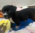Cachorro raça SRD-ViraLata idade Abaixo de 2 meses nome Penny