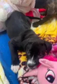 Cachorro raça SRD-ViraLata idade Abaixo de 2 meses nome Penny