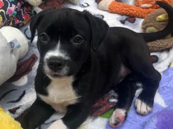 Cachorro raça SRD-ViraLata idade Abaixo de 2 meses nome Penny