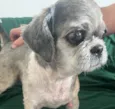Cachorro raça Shitzu idade 6 ou mais anos nome Ben