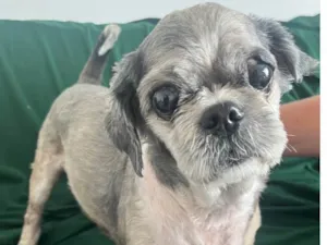 Cachorro raça Shitzu idade 6 ou mais anos nome Ben